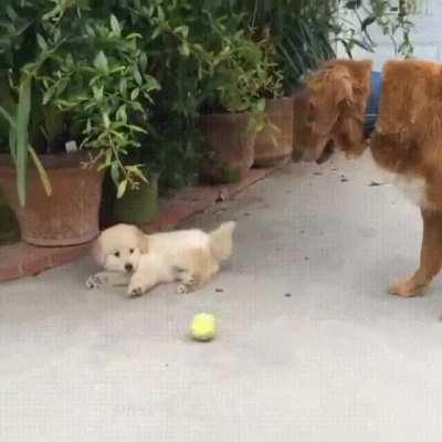 the attention span of a puppy