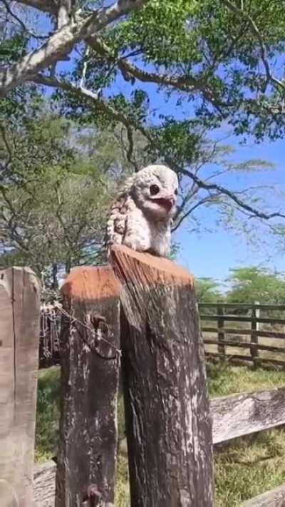 The urutaú, or ghost bird, is known for its cry similar to a human wail and is rarely seen during the day