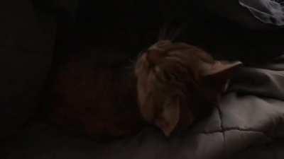 Woke her up when we were looking for her. Sound up for activation sound while she's still buried, but you might want to turn it down quickly after that 😹