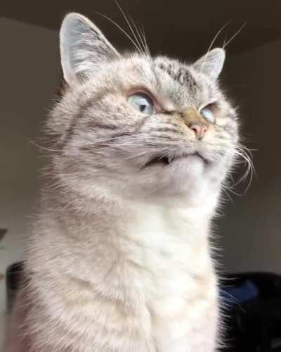 Clint Eastwood's cat