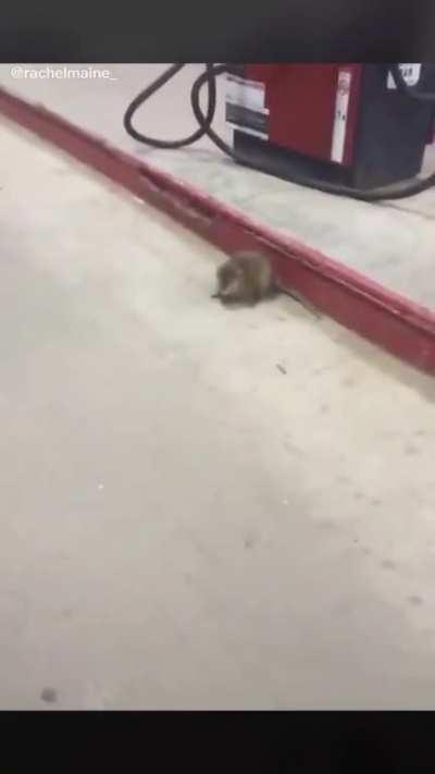 Are you a rat? *Dies*