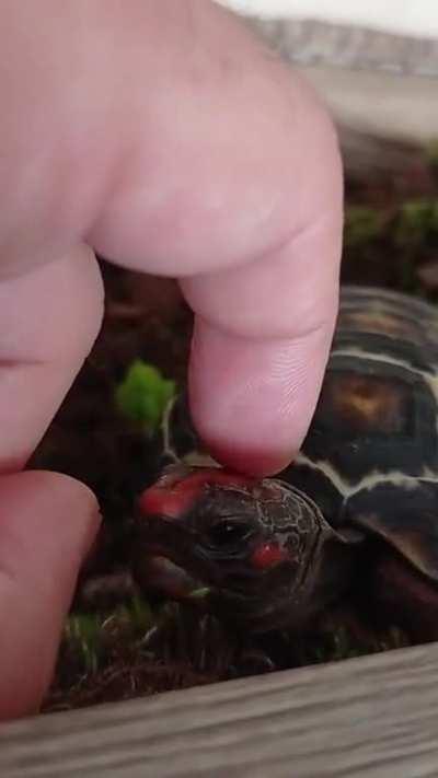 Is this food? No? Bye then ð¢