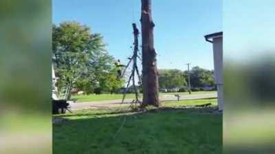 Putting a rope on a tree branch