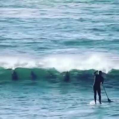 *NSFW* SUP gets brutally attacked by mammals of the sea