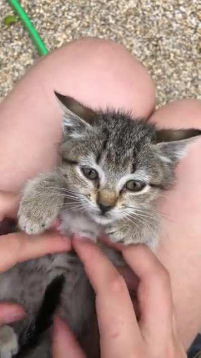 very SMOL boi enjoying a massage
