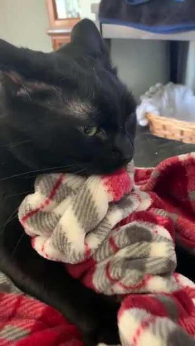 Well.. bug 🐜 is back to his favorite blanket.. so my robe 👘 is wearable again..