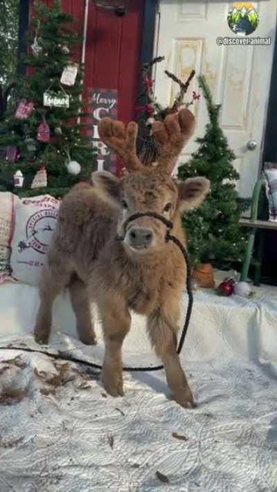 How cute is this cow? 🐮🥰