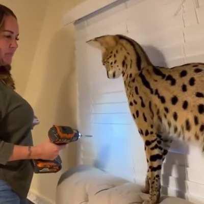 Startled BIG cat! (Disclaimer: not my cat)