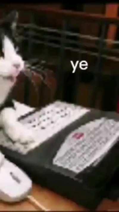 un gato