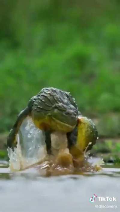 Phrog gaming moments