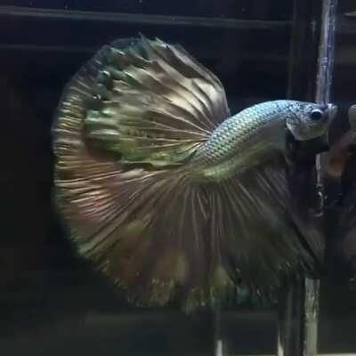 Halfmoon Cooper Betta