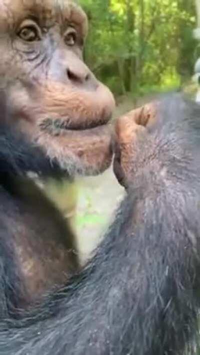 A chimp and a horse being bros