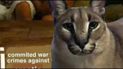 Floppa life in various images