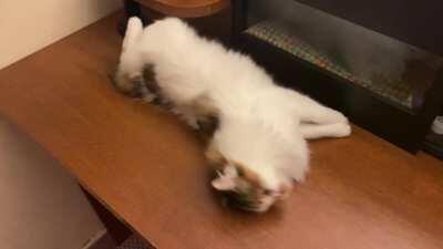 Lulu does the pet dance every single day.