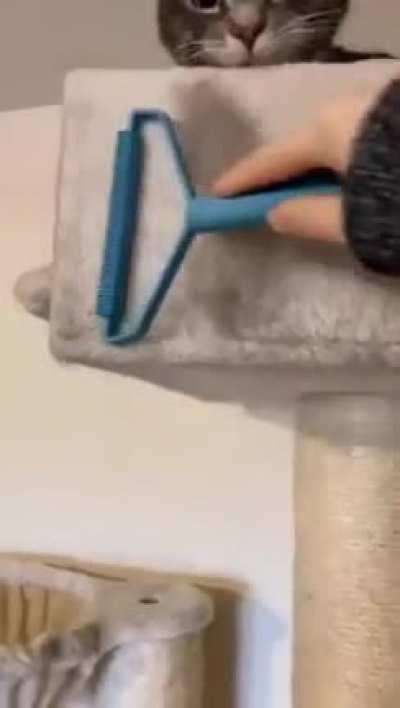 Milo can't believe how much fur he has lost