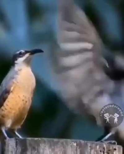 Obrigado pelos ensinamentos, Fly ❤️