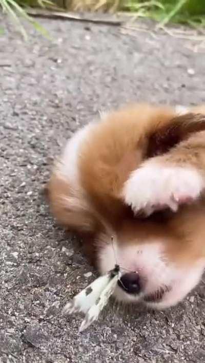 The battle of the butterfly and the puppy