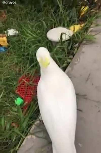 hes just eating grass!