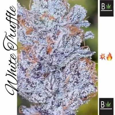WHITE TRUFFLE TAKEOVAH IS REAL FAMILY💥🔥🌱🧬Cuts available🎯🌱🧬📣📣📣