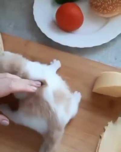 iNnOcEnT bABy cAt tUrNeD iNtO hAmBuRgEr bY sCuMbAg hUmAn gEtS eAtEn