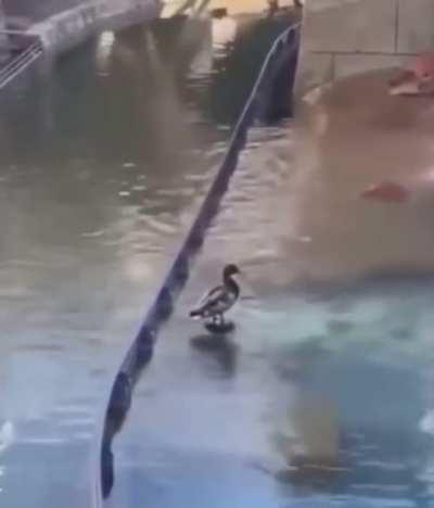 This bird didn’t know he was sitting on top of a fountainhead.