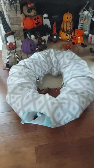 What beast is this! (the sound is a flopping fish)