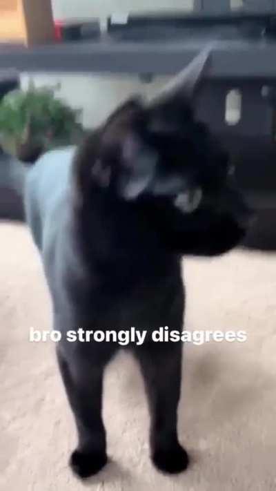 Kandisnebdosmbdksunkus