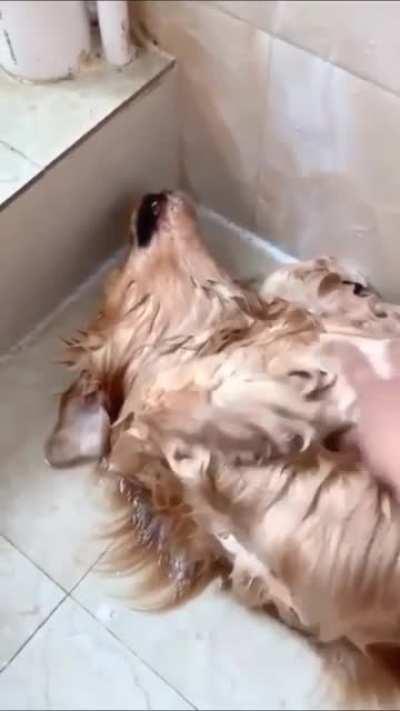 Crazy Dog Acting dead during bath.....