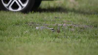 Pichones de tero en Mar de Cobo