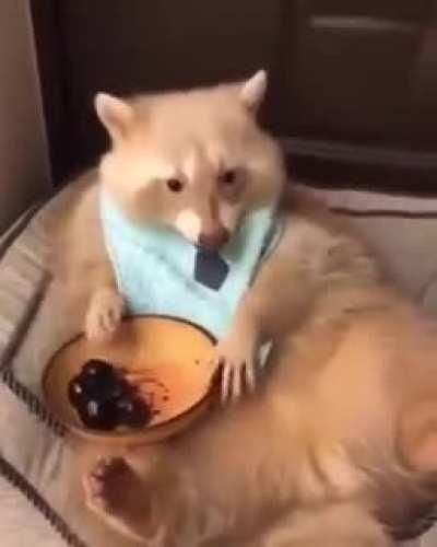 Meet Mr. Ryan, He loves to eat in a Distinguished manner!