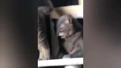 Sniffing other buttholes is never a good idea