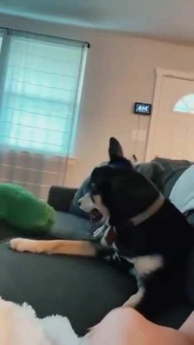 Dog hits owner with toy then checks for witnesses