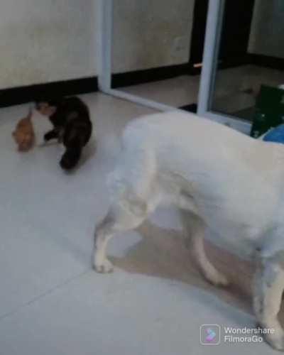 Don't play rough with my kid!