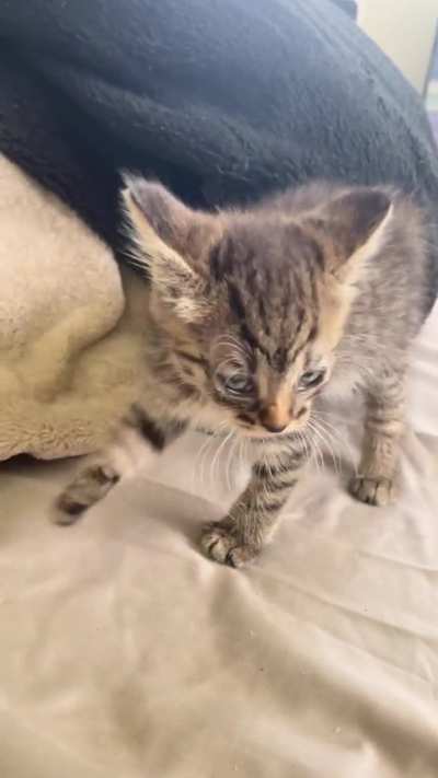 Miss Pepper