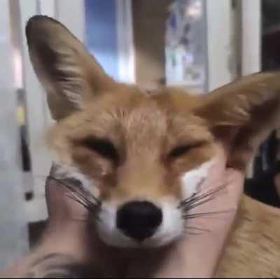cute fox ears