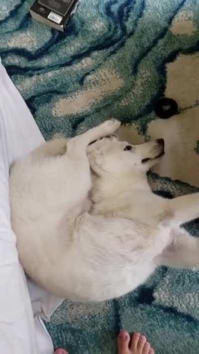 I dont know what happened to him, I heard some commotion and went check on them, and found him like this....XD