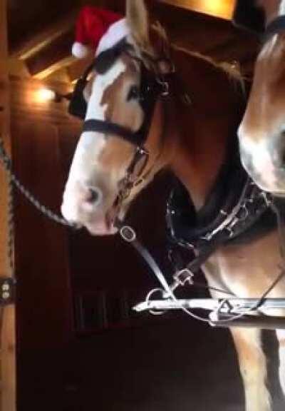 🐴 plop plop plop plop plop 🐴