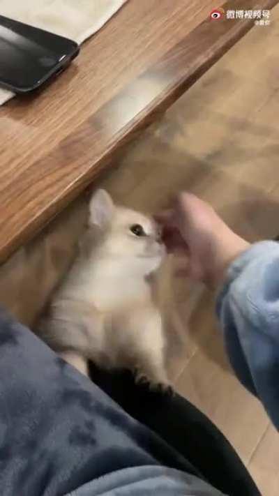 kitty: i wanna you play with me