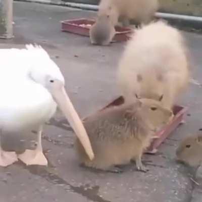to eat a capybara