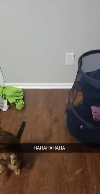 Banter yelling at bubbles she's never seen before