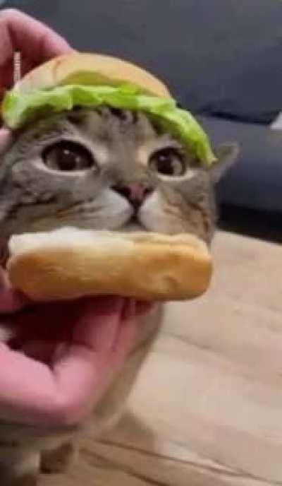 iNnOcEnT cAt pReParED tO bE SeRvEd aT lOcAl fASt fOoD jOiNt aS SunDaY LunCh sPEciAl