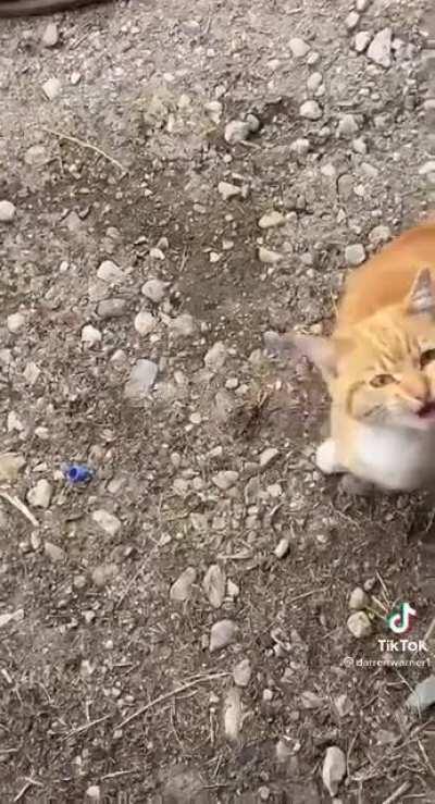 Cat didn’t like that