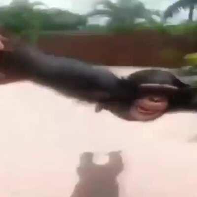 Jaja meme de mono ríanse porfavor necesito atención social