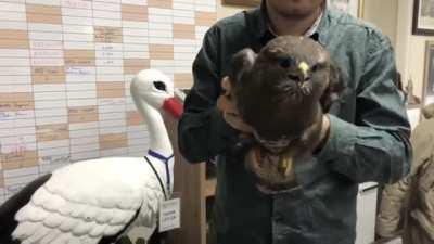Hawk cranial stabilization