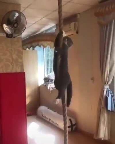 Reject feline, return to monke