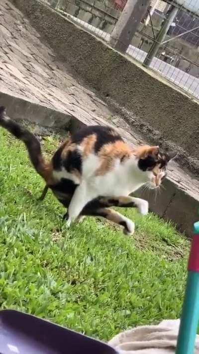 this cat has bizzare shitting pose