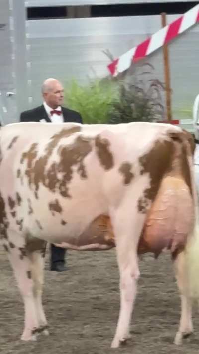 Judging dairy cows at World Dairy Expo