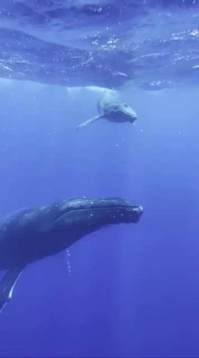 Just a Cute baby humpback whale playing and breaching while Mom looks on...