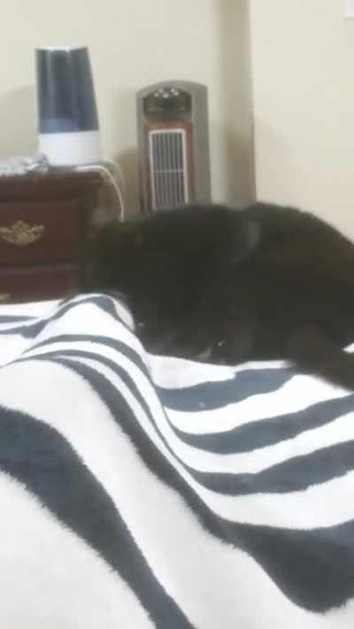 PaNTHer MaUL HuMaN tO A CerTAIN DeaTH. LimBS flY evERYwhErE.