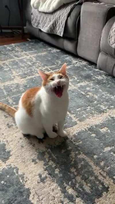 The good ‘ol yawn-squeak